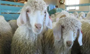 Zwei Angoraziegen mit lockiger Mohair Wolle, die für ihre feine Faser bekannt ist.