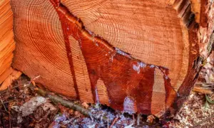Tronco de madera resinosa con savia roja goteando sobre hojas secas y tierra.