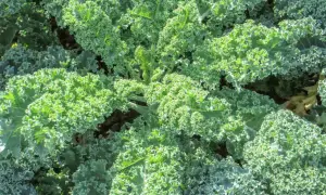 Zielony, pofałdowany jarmuż rośnie gęsto, tworząc bujne liście. Widać, jak wygląda jarmuż w pełnej krasie.