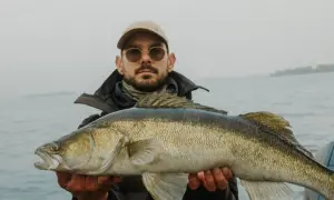 Ein Angler präsentiert stolz seinen Fang: ein prächtiger Zander, gefangen beim Zanderangeln im Sommer.