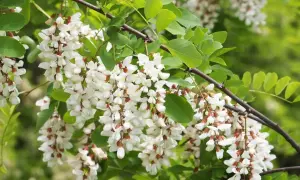 Kwiaty robinia akacjowa na pniu uprawa. Pachnące grona białych kwiatów na tle zielonych liści.
