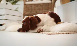 Ein braun-weißer Hund liegt auf einer Decke und schaut nachdenklich.