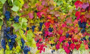 Reife blaue Trauben hängen zwischen bunten Blättern. Die Weinpflanzen zeigen ihre Herbstfarben.