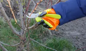Ręka w pomarańczowej rękawicy z sekatorem wykonuje cięcie brzoskwini, przygotowując drzewko do wiosennego wzrostu.