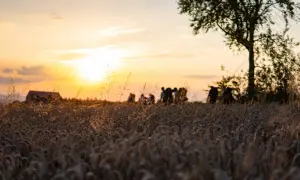 Zachód słońca nad polem zboża, gdzie sylwetki ludzi tworzą magiczną scenę, niczym z obrazu solarigrafii.