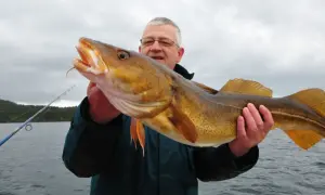 Glücklicher Angler präsentiert stolz seinen Fang: ein großer Dorsch beim Dorsch angeln in Norwegen.