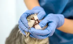 Veterinarian checks a cat's mouth, revealing pale gums, a sign that needs attention.