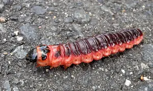 Eine rote Weidenbohrer Raupe mit dunklem Kopf und feinen Härchen auf grauem Untergrund. Vorsicht, sie ist giftig!