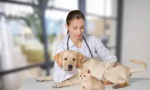 A veterinarian gives a dog a shot during a pet wellness exam, with a kitten nearby.