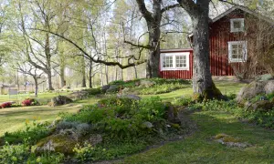 Ett rött hus med vita fönster omgivet av en lummig cottage garden i full blom. Träd med nya gröna blad ger skugga.
