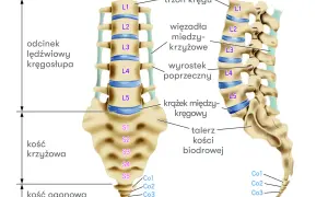 Ilustracja anatomiczna odcinka lędźwiowego kręgosłupa, kości krzyżowej i ogonowej z opisami.
