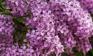 Ein Meer aus zarten lila Fliederblüten. Manche fragen sich, ob **ist Flieder giftig**, aber diese Blüten sind ein Frühlingsgruß.