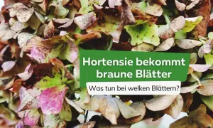 Die Hortensie bekommt braune Blätter. Ein Zeichen, dass die Pflanze Pflege braucht.