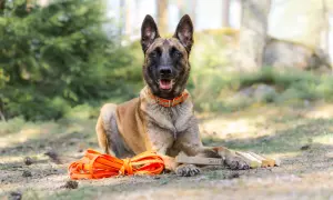 Malinois z pomarańczową smyczą i zabawką "SLUT" leży w lesie. Zastanawiasz się, ile kosztuje szkolenie psa?
