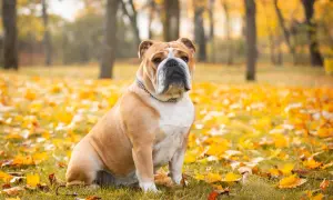 Eine englische Bulldogge sitzt im Herbstlaub. Die Erziehung dieser Rasse erfordert Geduld und Verständnis.