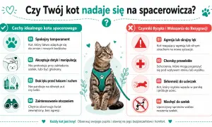 Kot w szelkach na smyczy, obok wskazówki, jak oswoić kota z podwórka: cechy idealnego spacerowicza i czynniki ryzyka.