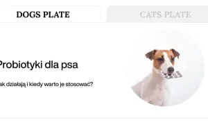 Uroczy piesek trzyma w pysku opakowanie tabletek, sugerując domowy probiotyk dla psa.