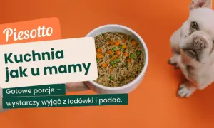 Czy kocia karma szkodzi psu? Fakty i porady eksperta.