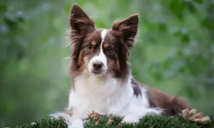 Piękny pies rasy border collie, jedna z wielu nowych ras psów, leży na mchu.