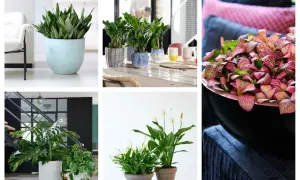 Rośliny doniczkowe cieniolubne: sansewieria, zamiokulkas, fittonia, monstera, skrzydłokwiat. Idealne do każdego wnętrza.