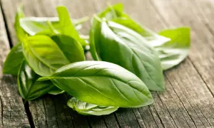 Świeża bazylia na drewnianym blacie. Idealna do pesto, sałatek i sosów. Co zrobić ze świeżą bazylią?