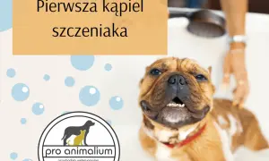 Pierwsza kąpiel szczeniaka: kiedy i jak bezpiecznie to zrobić?