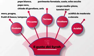 Il gusto del Syrah: fruttato, piccante, terroso, con struttura e acidità. Note di mora, pepe, spezie e sentori della valle del Rodano.
