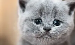 Un gatito gris con ojos grandes y tristes parece que los gatos lloran.