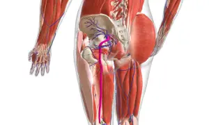 Dettaglio anatomico del bacino e delle gambe, con evidenziati i muscoli, i vasi sanguigni e i nervi. L'infiammazione nervi può causare dolore in quest'area.