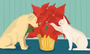 A curious dog and cat investigate a bright red poinsettia, prompting the question: are poinsettias poisonous?