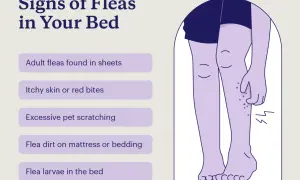 Signs of fleas in bed include itchy skin, red bites, and flea dirt. Illustration shows legs with bites.