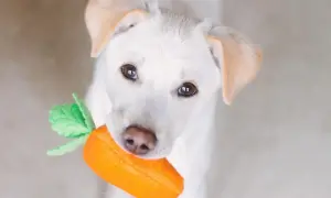 A white puppy holds a plush carrot toy, looking up with curious eyes. This image makes you wonder, "can dogs eat carrots?