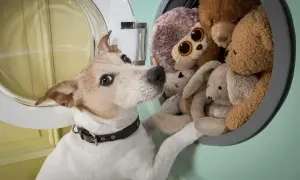 Jak wyczyścić pluszowego misia? Usuń roztocza i brud bezpiecznie!