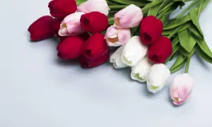 Bukiet czerwonych, różowych i białych tulipanów. Znaczenie tych kwiatów to miłość i wdzięczność.