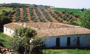 Altes Bauernhaus mit Ziegeldach, umgeben von Olivenhainen auf einem Hügel. Ein Ort, der die Bedeutung von Land und Tradition widerspiegelt.