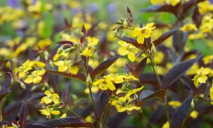 Gula blommor med mörka blad, en vacker men potentiellt praktlysing invasiv växt som sprider sig snabbt.