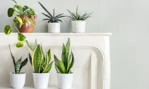 Zielone liściaste kwiaty doniczkowe: Epipremnum, Sansevieria trifasciata, Aloe vera.