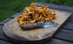En hög med färska kantareller på en träskärbräda med en kniv. Snart ska de frysa kantareller i plastpåse för framtida bruk.
