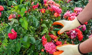 Manos enguantadas podan rosales en flor. Las tijeras cortan una rama, cuidando las rosas rosadas y anaranjadas.