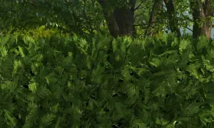 Dichte, grüne Thuja-Hecke mit robusten Stauden im Hintergrund. Dahinter ragen Bäume mit Blättern und Stämmen auf.