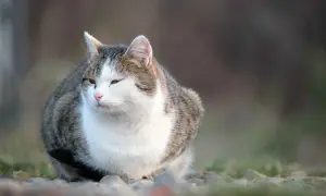 Gato atigrado blanco y gris, sentado al aire libre. ¿Cuántos años vive un gato gordo? Este felino parece saludable y feliz.