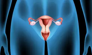 Anatomical illustration of female reproductive organs, showing the uterus, fallopian tubes, ovaries, and cervix. The cervix appears slightly dilated, suggesting changes after fertilization.