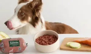 Perro curioso olisquea ingredientes para dieta barf cachorros: salmón, calabaza, manzana, calabacín y brócoli.