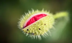 Pączek maku, gotowy do rozkwitu, uchwycony techniką focus stacking.