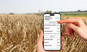 Rolnik sprawdza na telefonie, ile waży metr sześcienny pszenicy, podczas żniw.