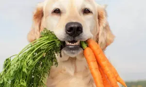 Złoty retriever z pękiem świeżych marchewek w pysku. Czy pies może jeść gotowaną marchewkę? Ten psiak zdaje się być gotowy do degustacji!