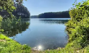 Spokojna tafla jeziora odbija błękitne niebo i gęsty las. Wokół bujna zieleń, trawy i krzewy tworzą malowniczy krajobraz dąbrówki leśnej.