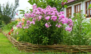 Ein üppiger Phlox-Standort blüht in einem Garten neben einem Haus. Der niedrige Weidenzaun umrahmt die bunten Blumen.