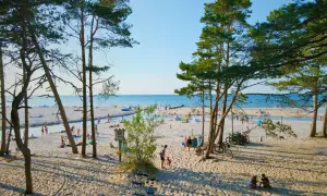 Słoneczna dębki plaża z turystami, drzewami sosnowymi i strumieniem wpadającym do morza.