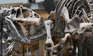 Esqueletos de dinosaurios en exhibición en Dinópolis Zaragoza, con un cráneo de aspecto feroz y dientes afilados en primer plano.